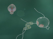 Spelet-creation-of-life