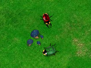 Terror-in-de-natuur